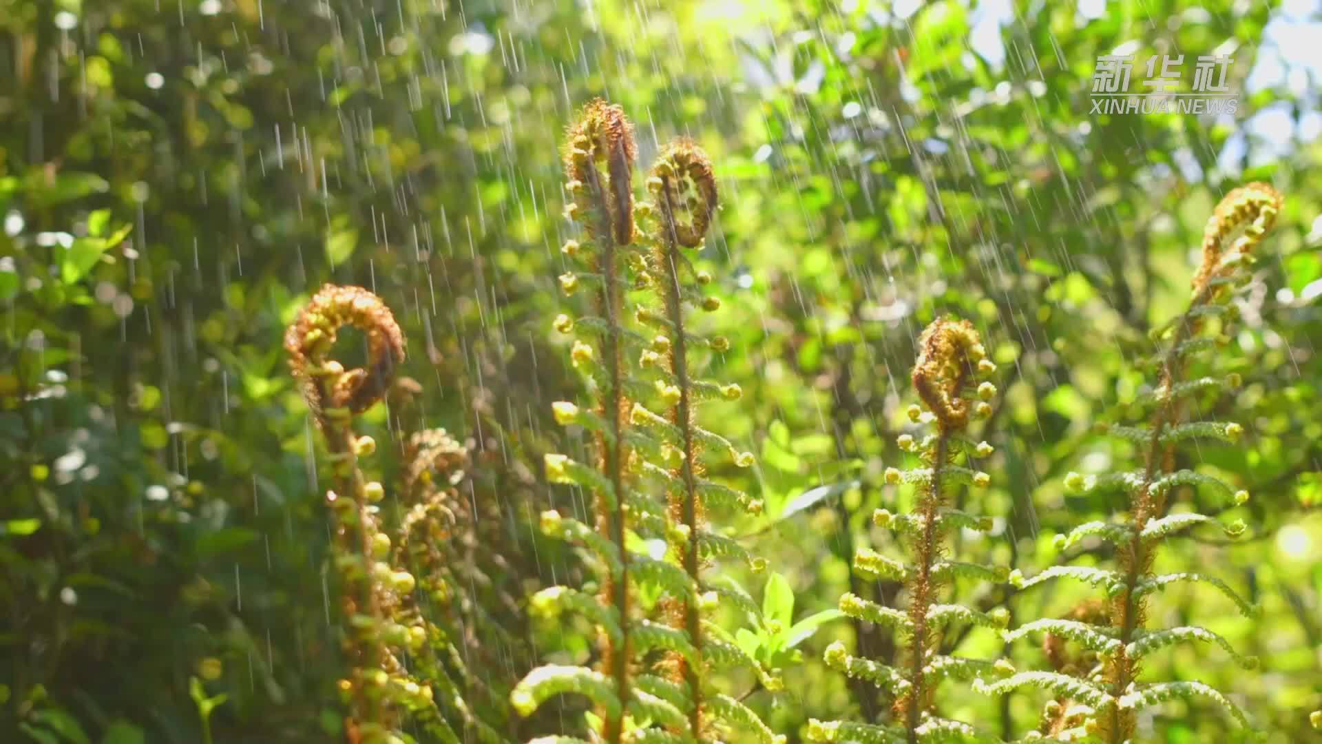 云南双柏：蕨菜采收好时节