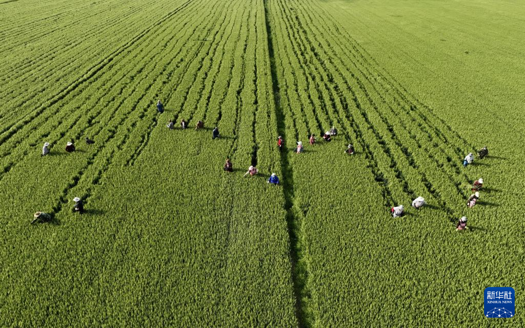 5月16日，河北省晋州市槐树镇北白水村的农民在麦种田内剔除杂穗（无人机照片）。