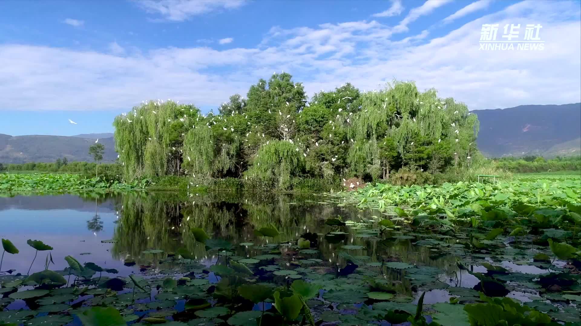 数千只白鹭在洱海源头开启“带娃”模式