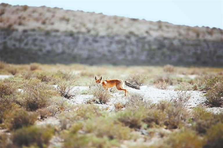 赤狐（赵伟供图）