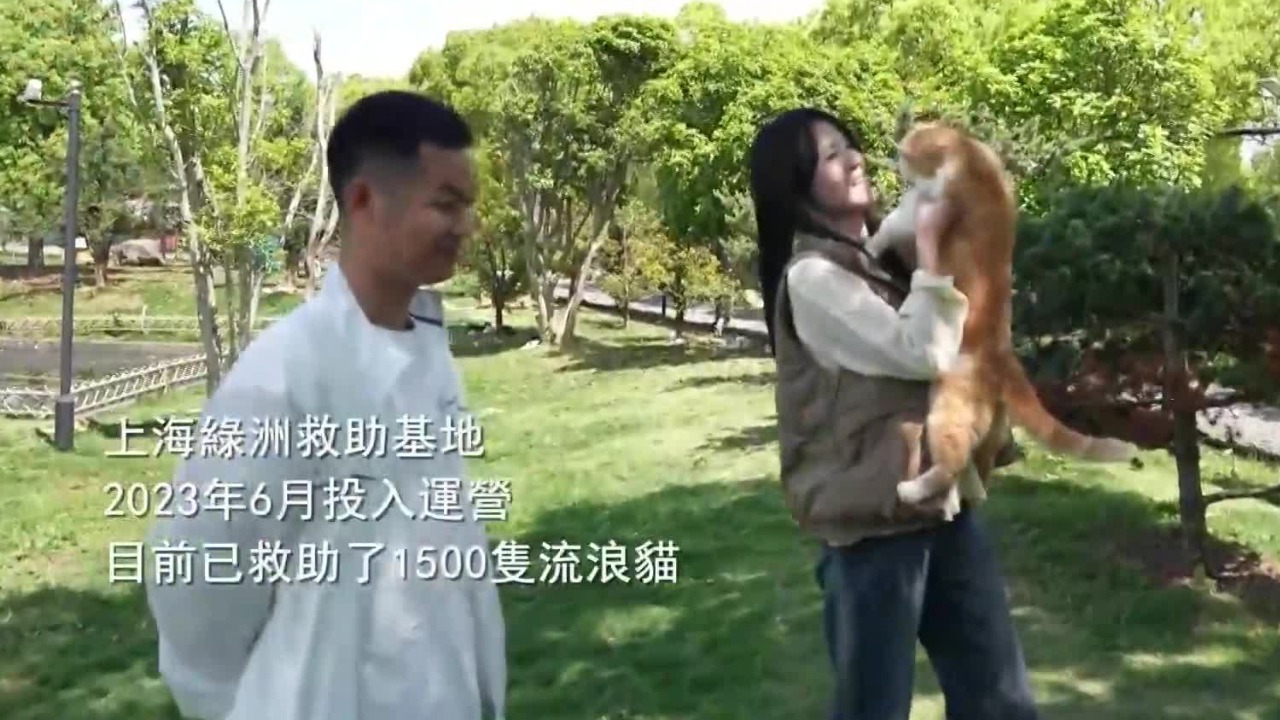 揭露非法贩猫产业链的“战斗”中，女子见证了人性的黑暗面