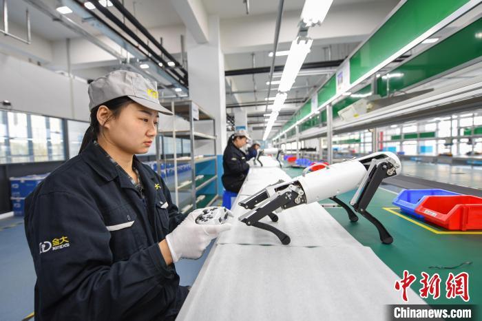 4月2日,在河北省邯郸市邯山区金大智能科技项目产品组装中心,工作人员正在测试机器狗产品。 李燊 摄