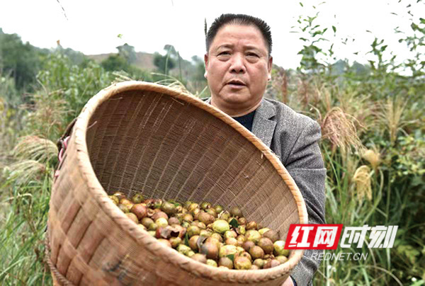 镇头镇茶农展示收获的茶油果。