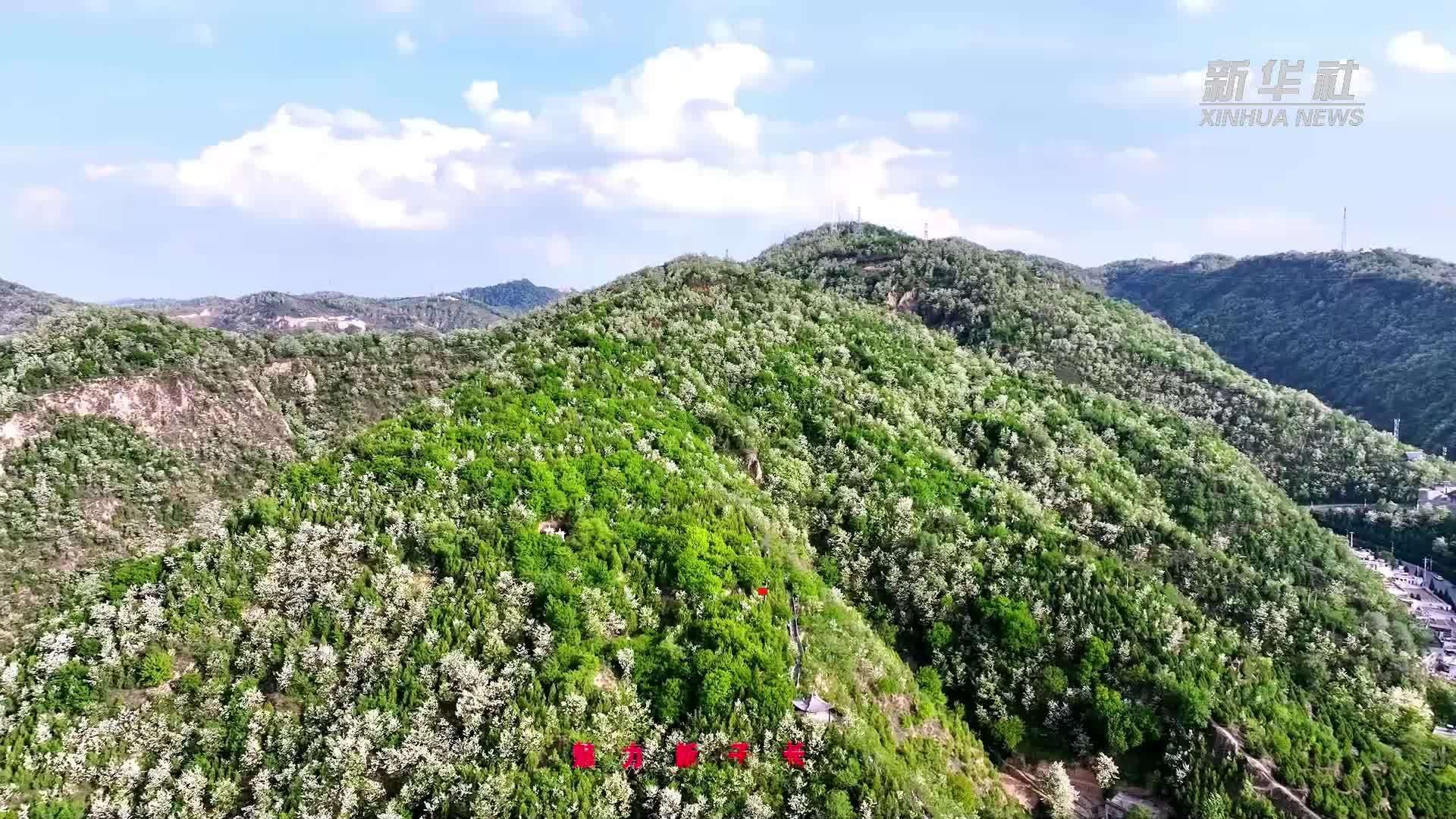 圣地延安槐花香