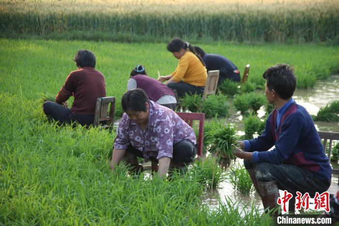 图为当地村民在起秧苗。夏义摄