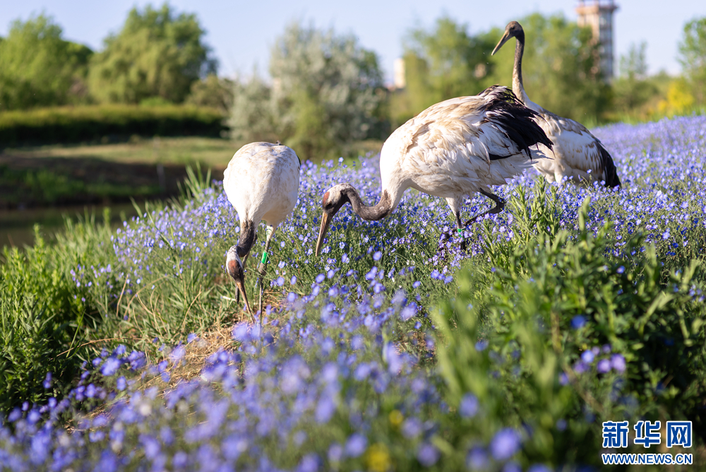 5月11日，位于河西走廊的甘肃张掖国家湿地公园鲜花绽放，丹顶鹤悠闲觅食，自在飞翔，呈现出一派生机勃勃的生态美景。新华网发（刘旭明　摄）
