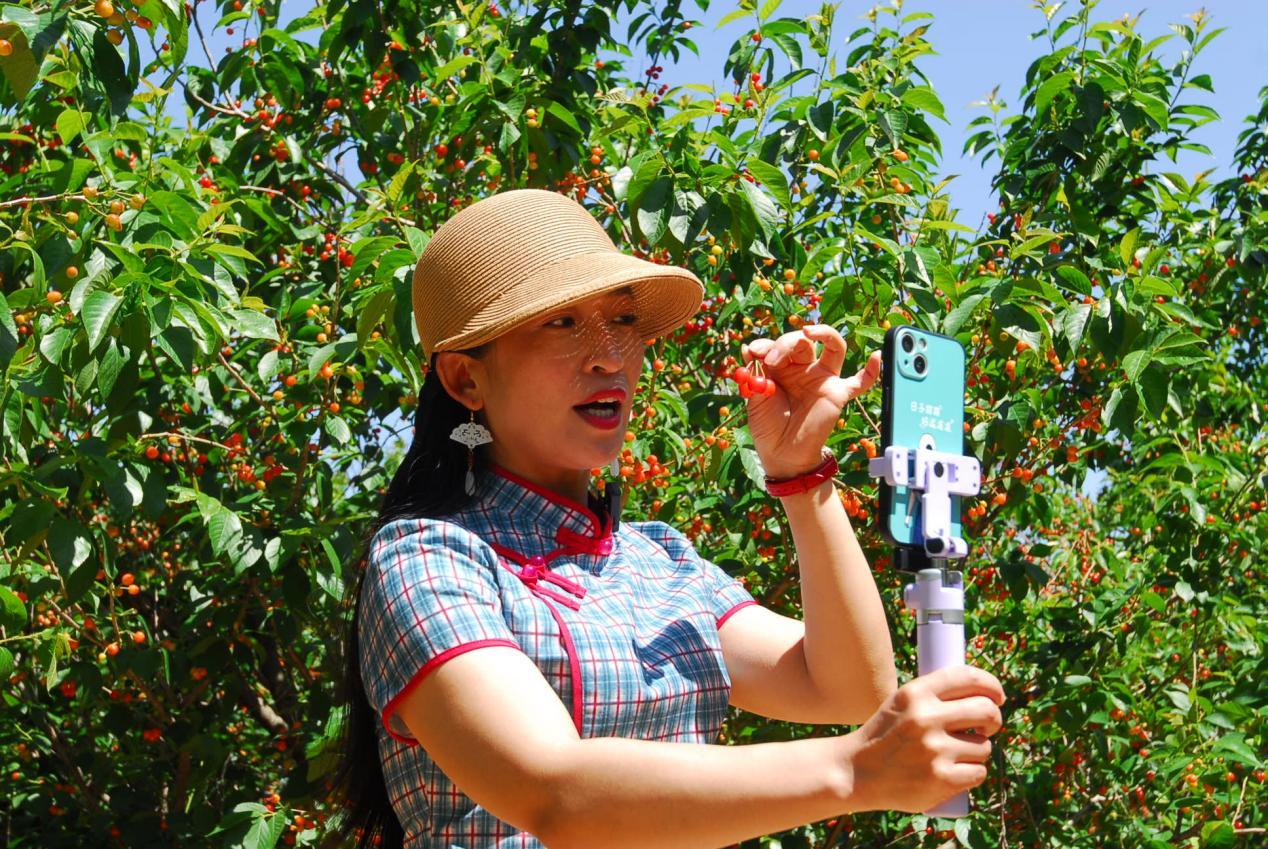 5月15日，在山东省青岛市即墨区鳌山卫街道垛石村的果园，网络直播樱桃采摘、带货。
