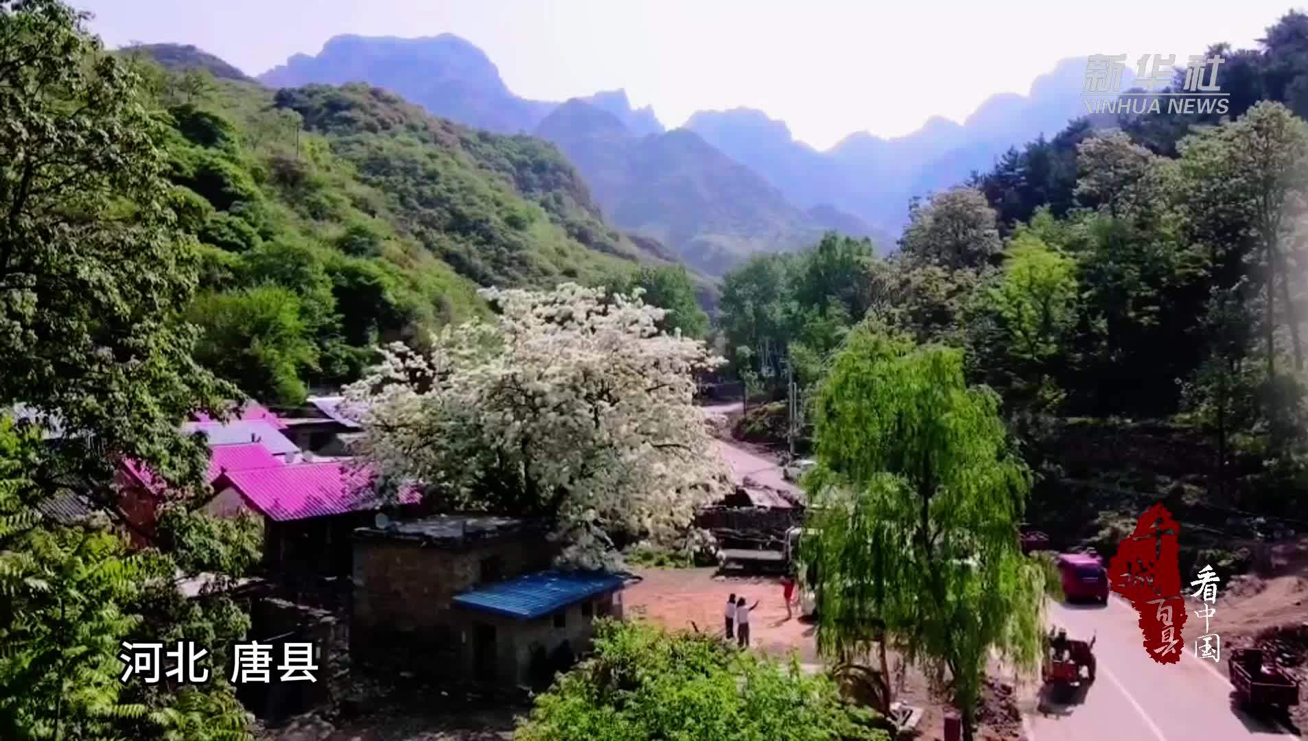 千城百县看中国｜河北唐县：深山流苏惊艳开