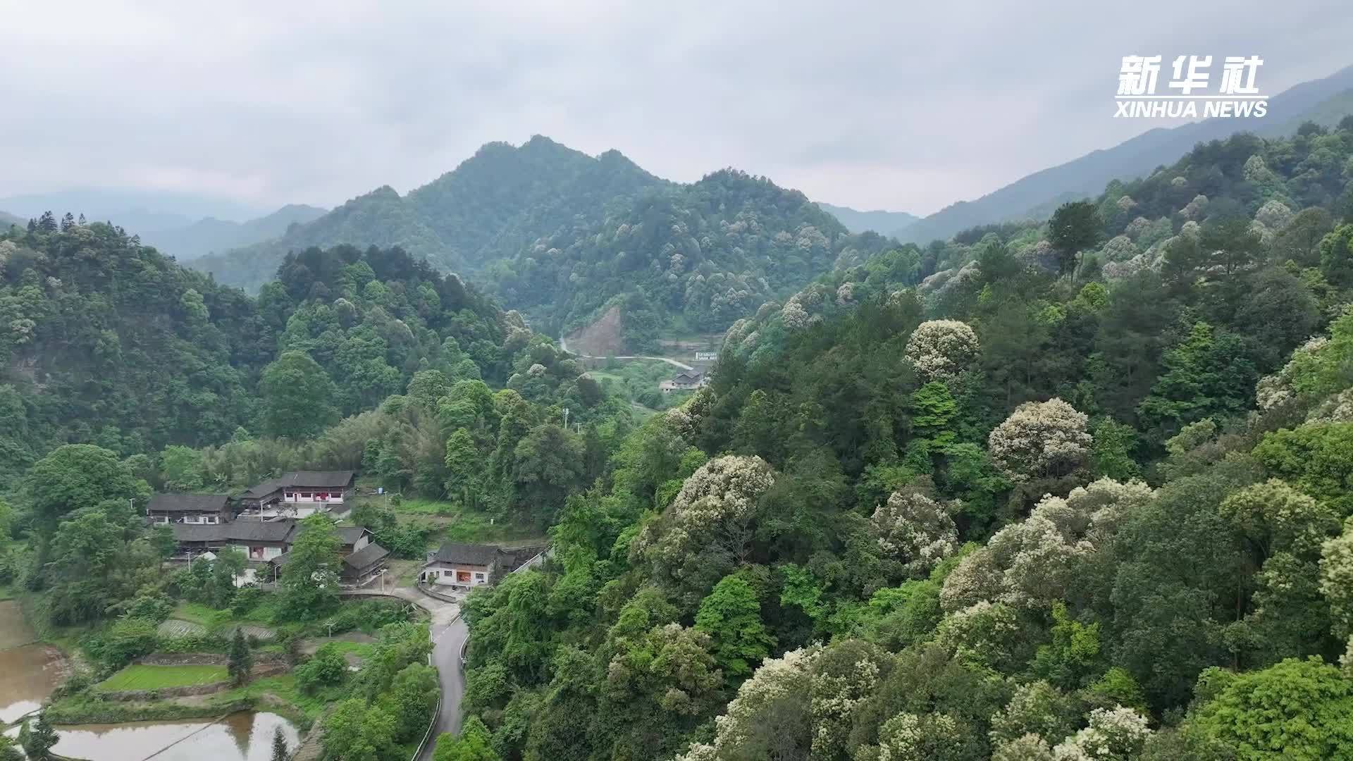 中国西南最大的天然栲树林迎来盛花期