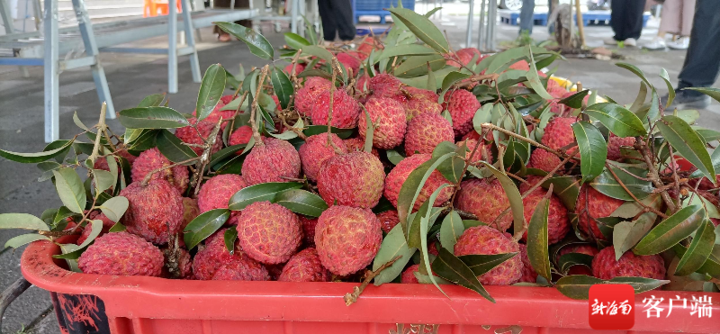 海口火山荔枝王开始小量上市