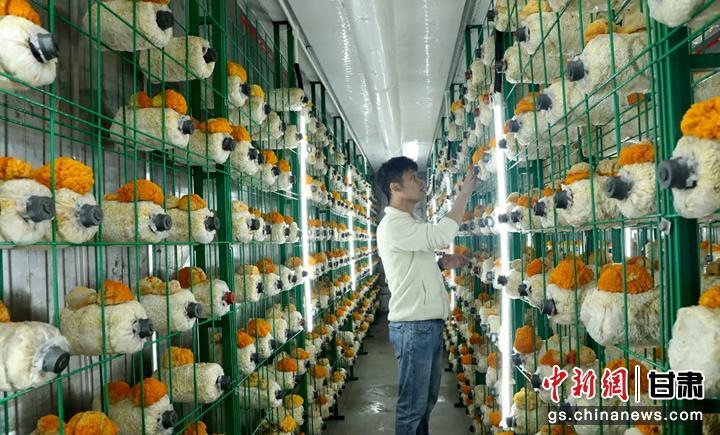 图为全自动智慧方舱食用菌培育工厂。