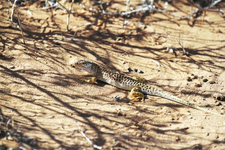 荒漠麻蜥（赵伟供图）