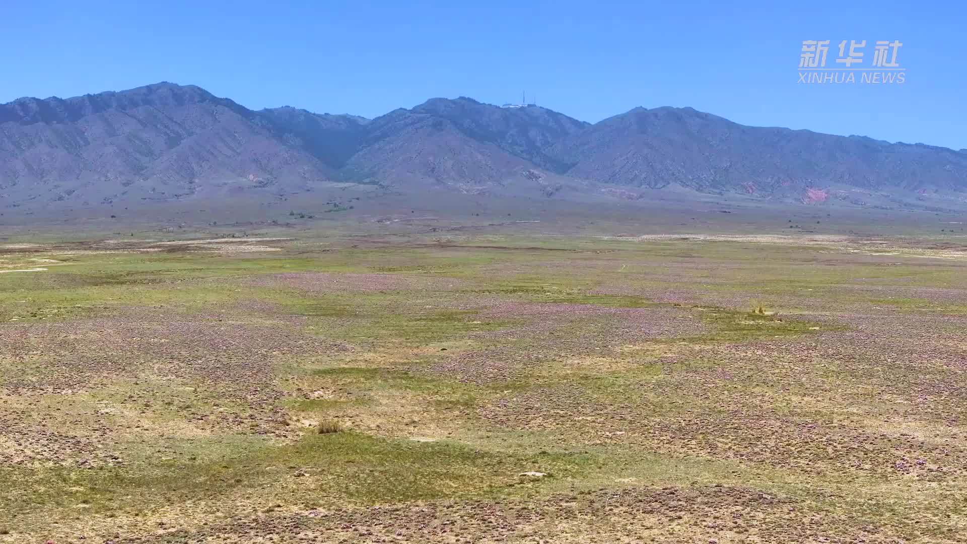 千城胜景｜宁夏红寺堡：罗山紫韵