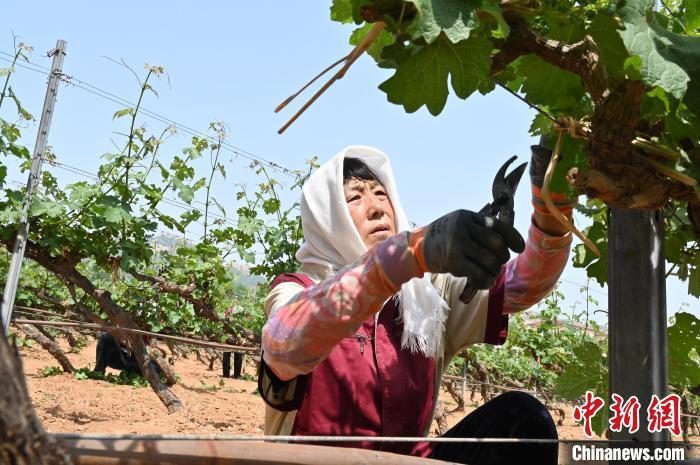 5月14日，在昌黎县酿酒葡萄种植基地，果农正在进行管护作业。牛春富 摄