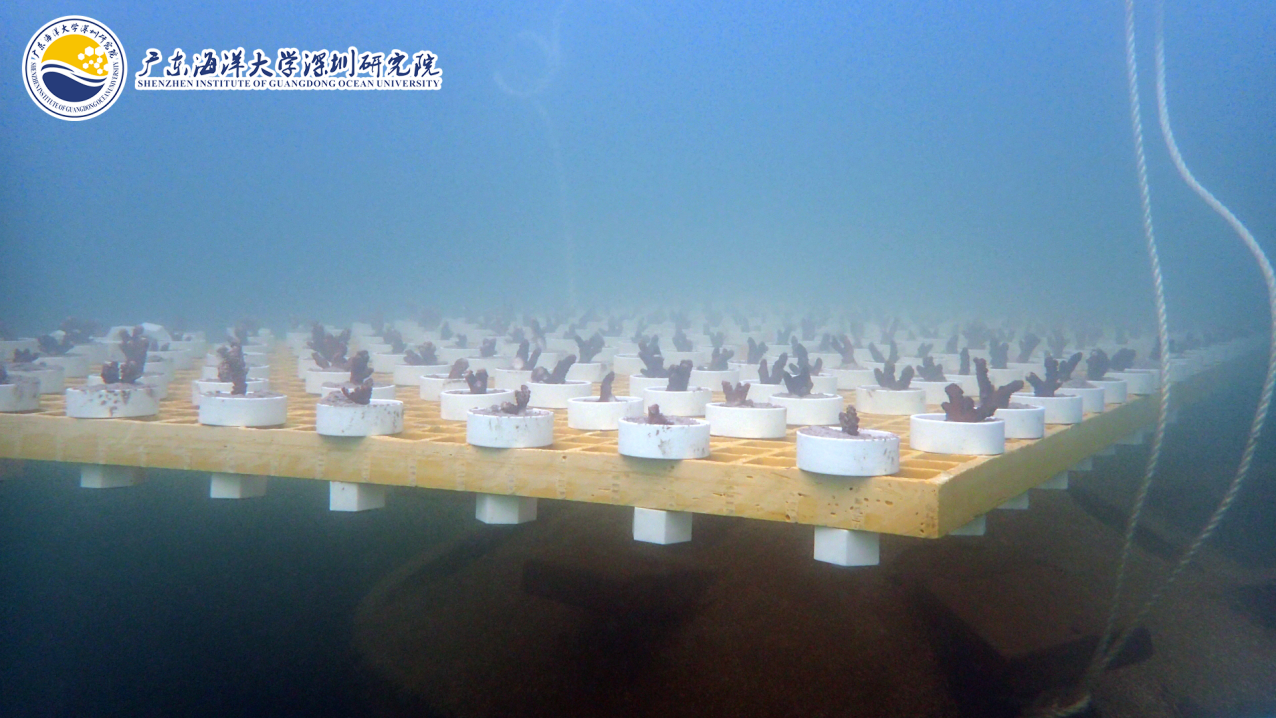 定好闹铃!5月14日12点317株珊瑚认养和30个免费潜水种植体验名额等你来抢