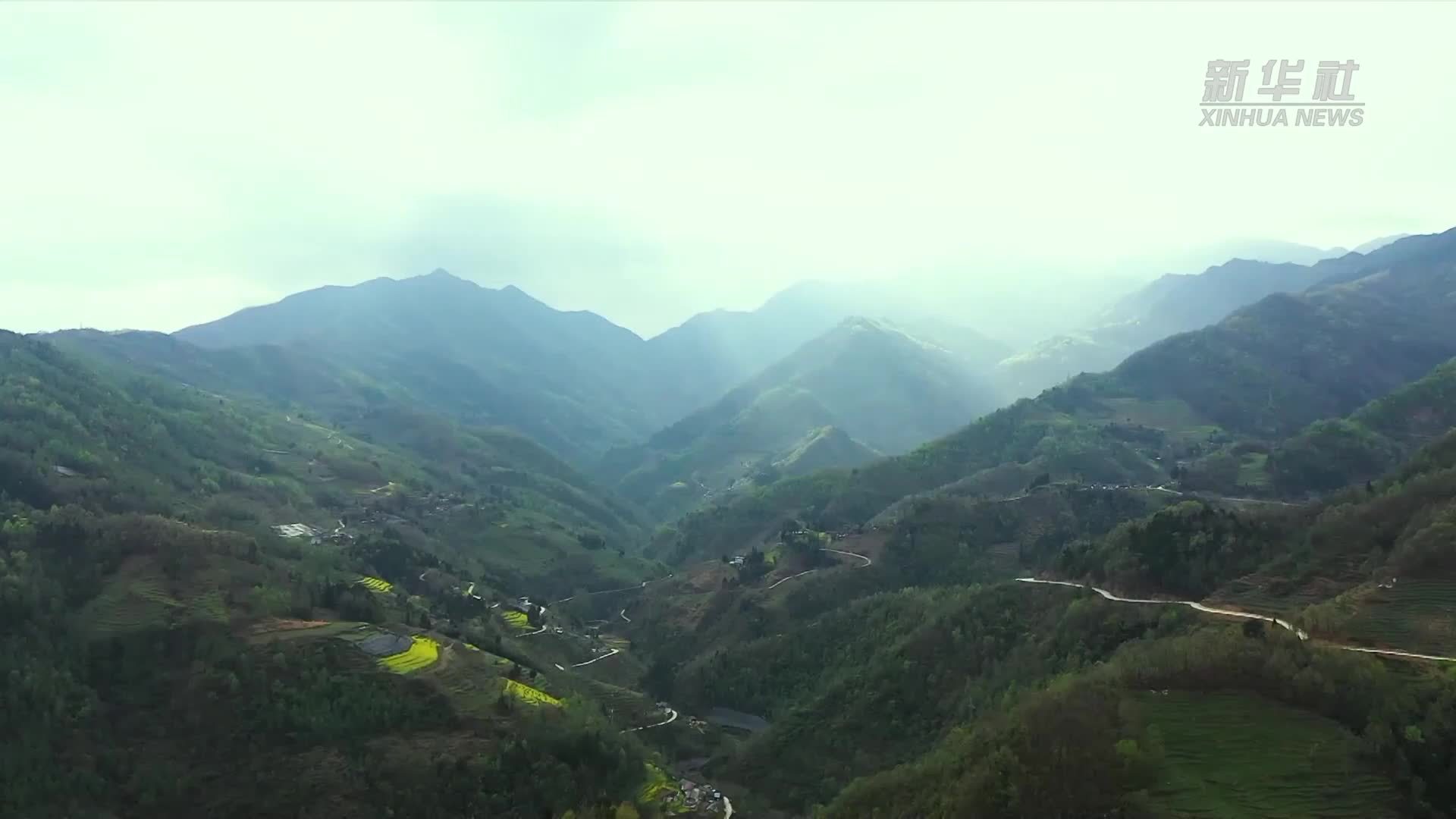 四川北川：乡村振兴忙 茶香满羌乡