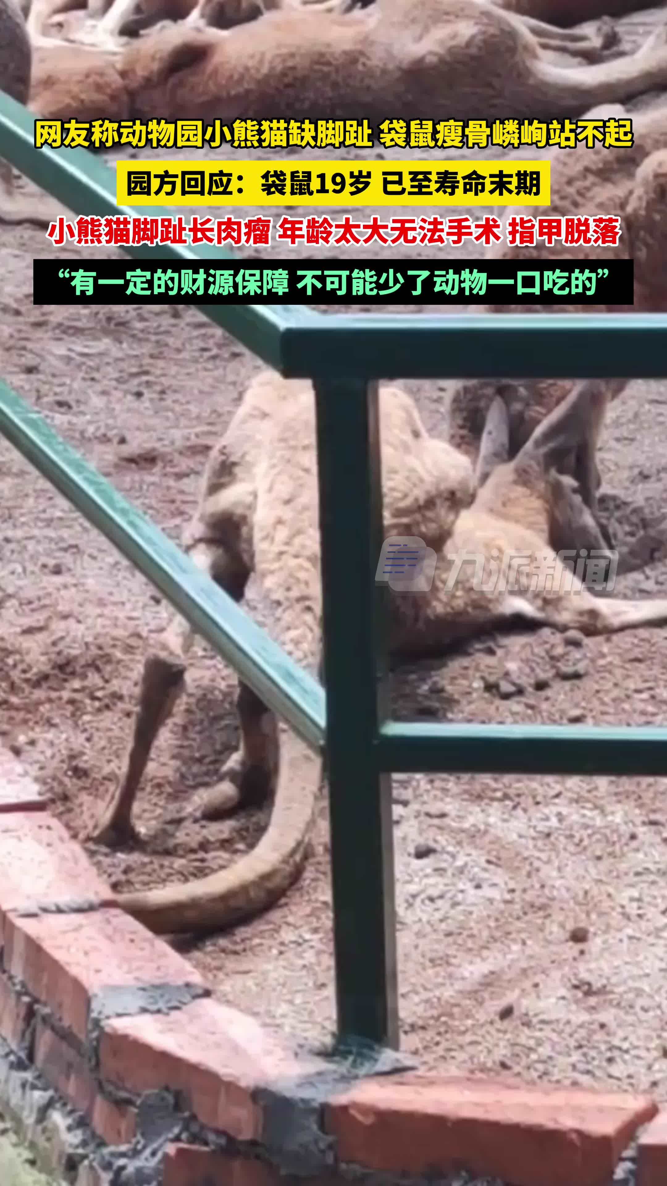 动物园回应小熊猫缺脚趾袋鼠站不起：袋鼠已至寿命末期，小熊猫脚趾长肉瘤无法手术