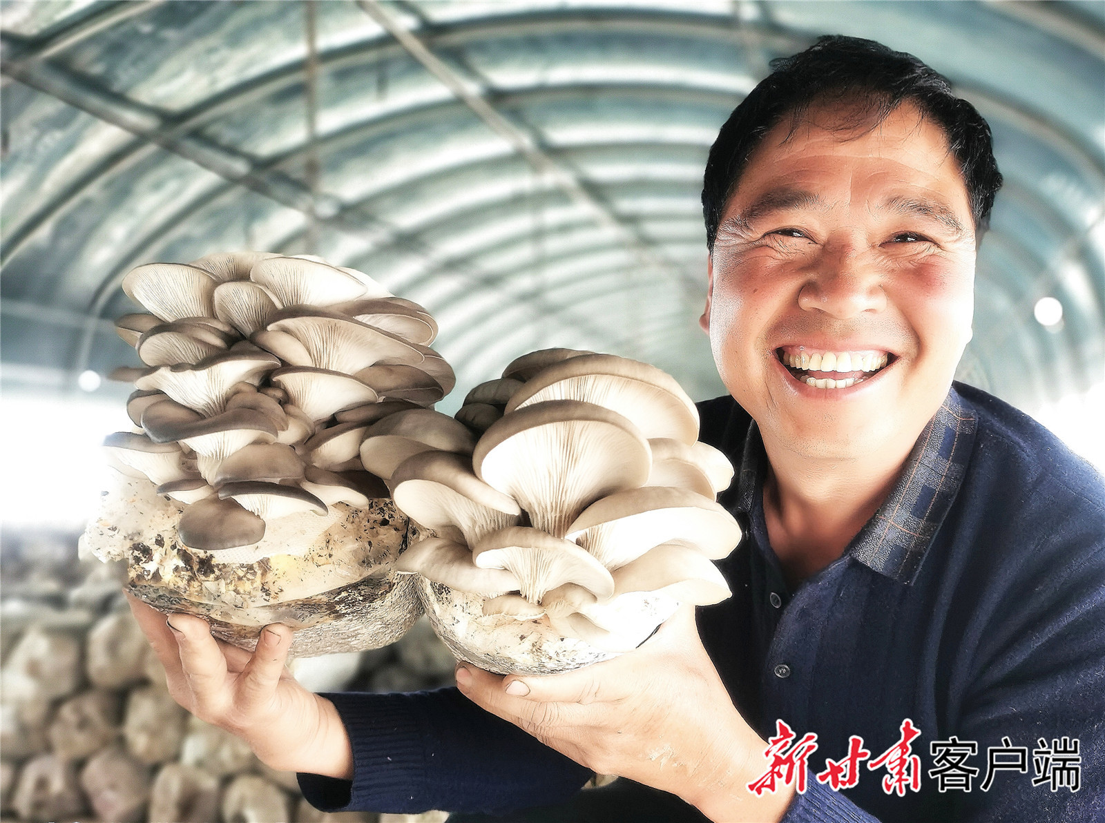 天津帮扶的食用菌基地喜获丰收