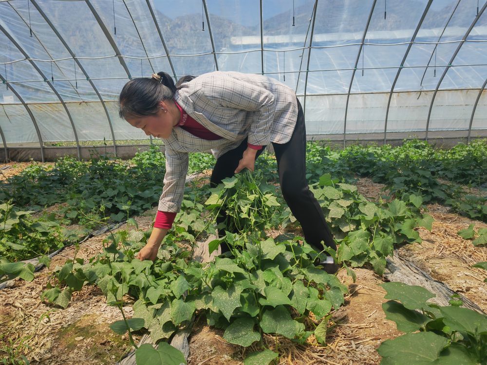 张春兰资料图片