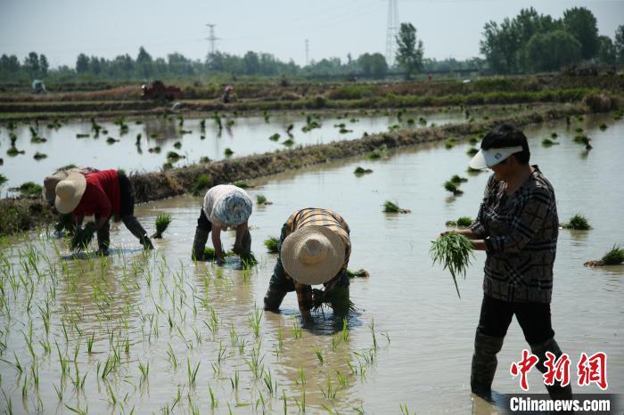 图为当地村民在插秧。夏义摄