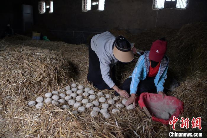 酒曲成型之后入曲房，入室之前要洒水，再铺青稞草，防止曲块的水分被吸走，曲房内有通风道、窗户、暖气、电热炉等各种控制曲房温度的设备。图为5月10日，工作人员将成型的曲块搬运到曲房。九美旦增　摄