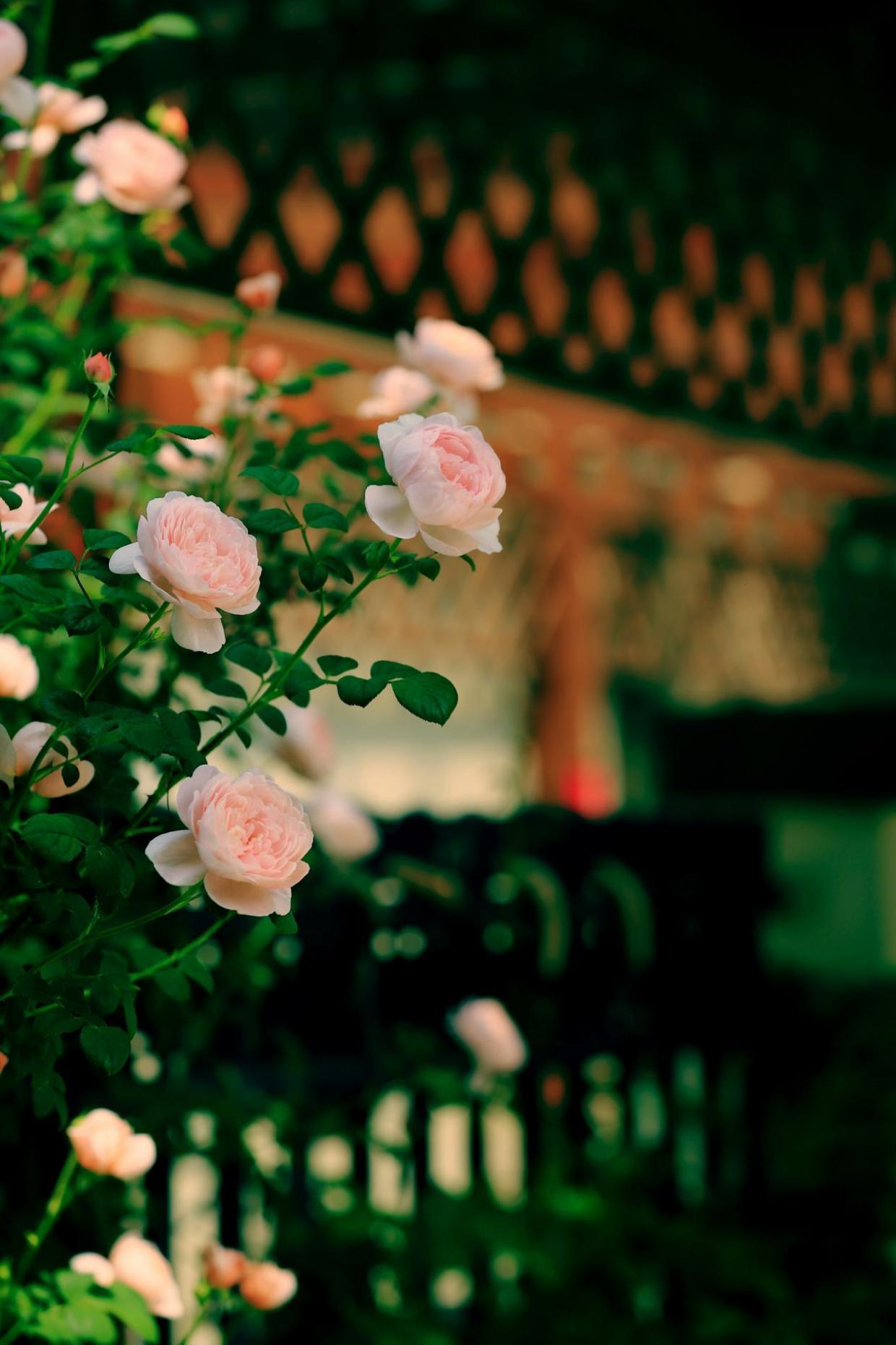 院外盛开着娇艳欲滴的蔷薇。辛崇志 摄