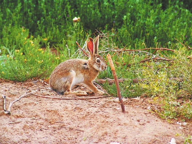 蒙古兔（包新康供图）