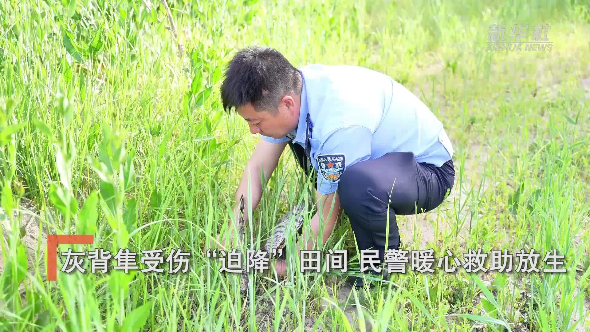 灰背隼受伤“迫降”田间 民警暖心救助放生