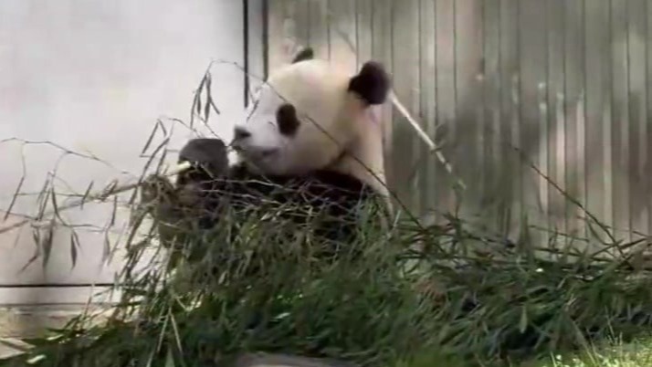 你肯定没看过大熊猫削刀削面吧