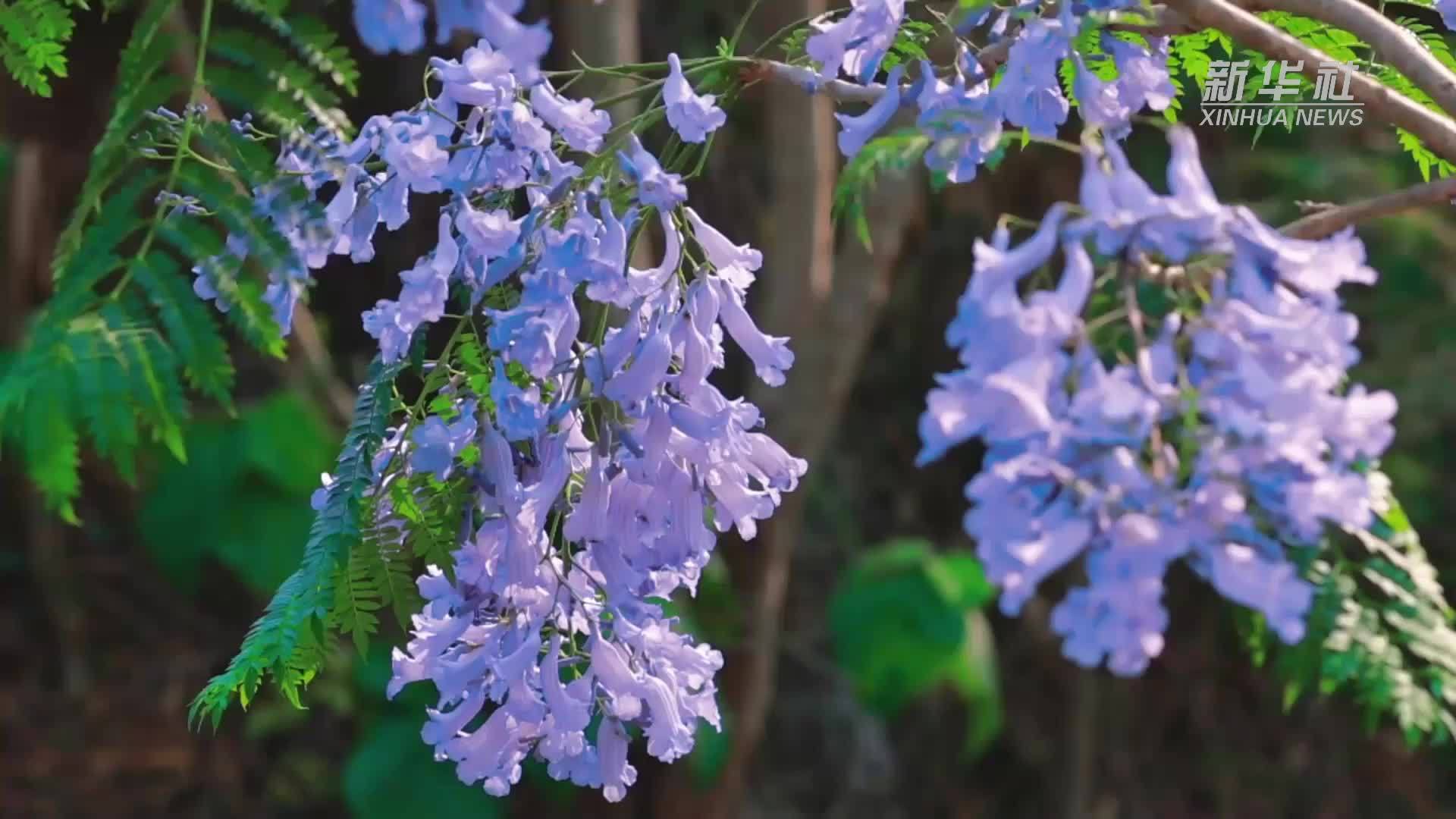 四季旅行·光影云南｜梦幻蓝花楹绽放多彩金平