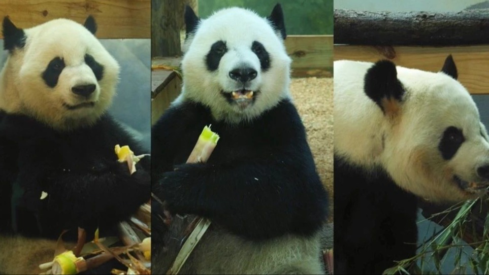旅美大熊猫口吐白沫,晕倒,拉稀,吃不饱?官方回应_凤凰网
