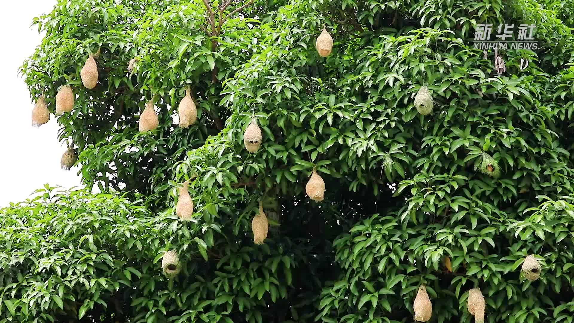 云南孟连最美纺织工织就精品房