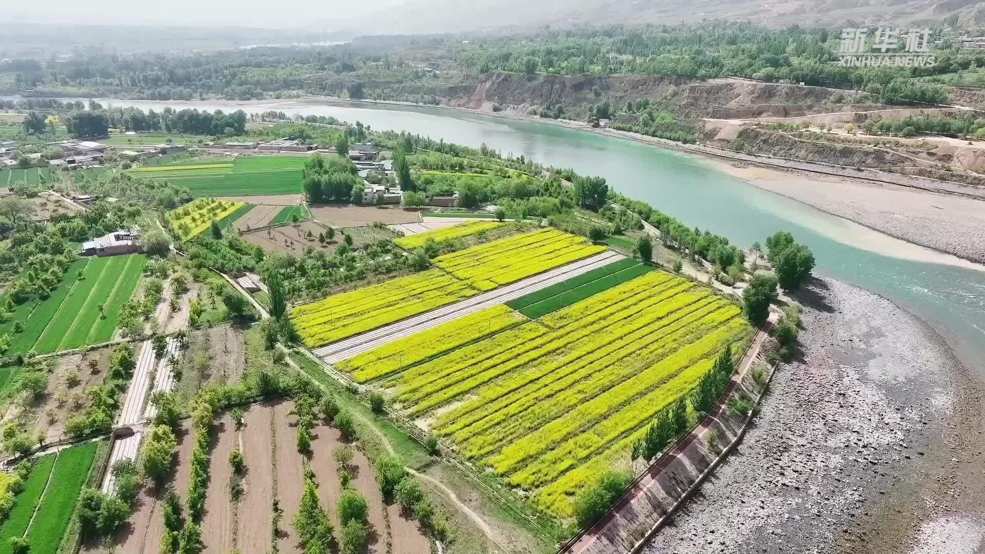 青海化隆：黄河岸边油菜花开