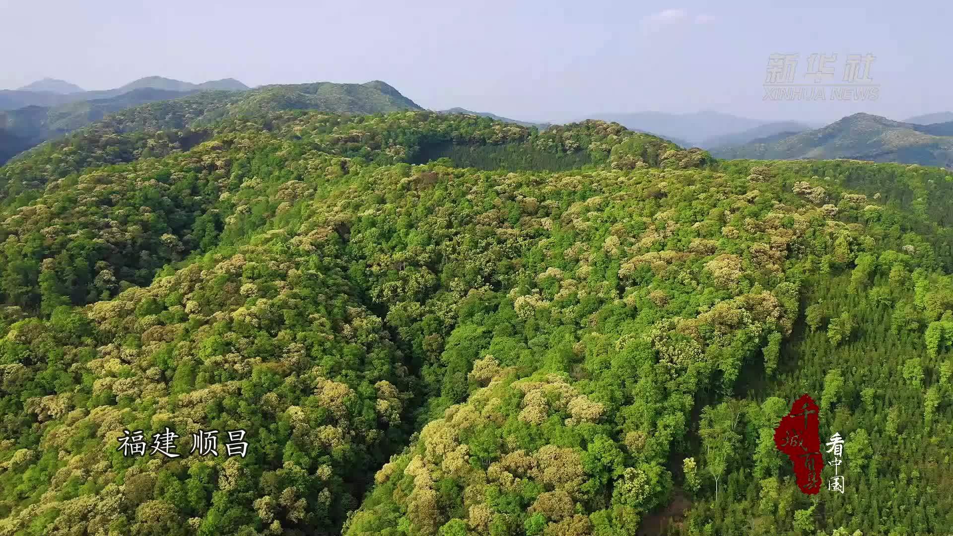 千城百县看中国丨福建顺昌：栲树花开香满山