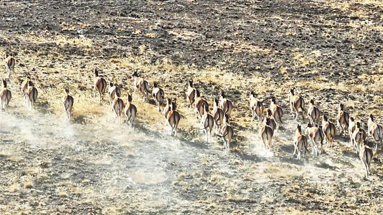 拍摄到成群的藏野驴。