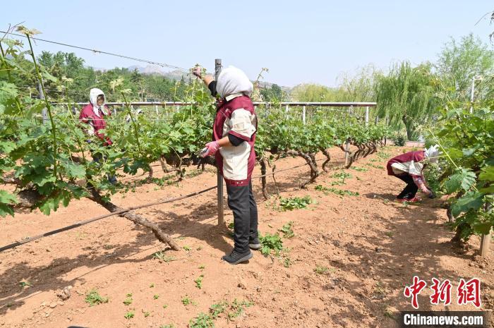 5月14日，在昌黎县酿酒葡萄种植基地，果农正在进行管护作业。牛春富 摄