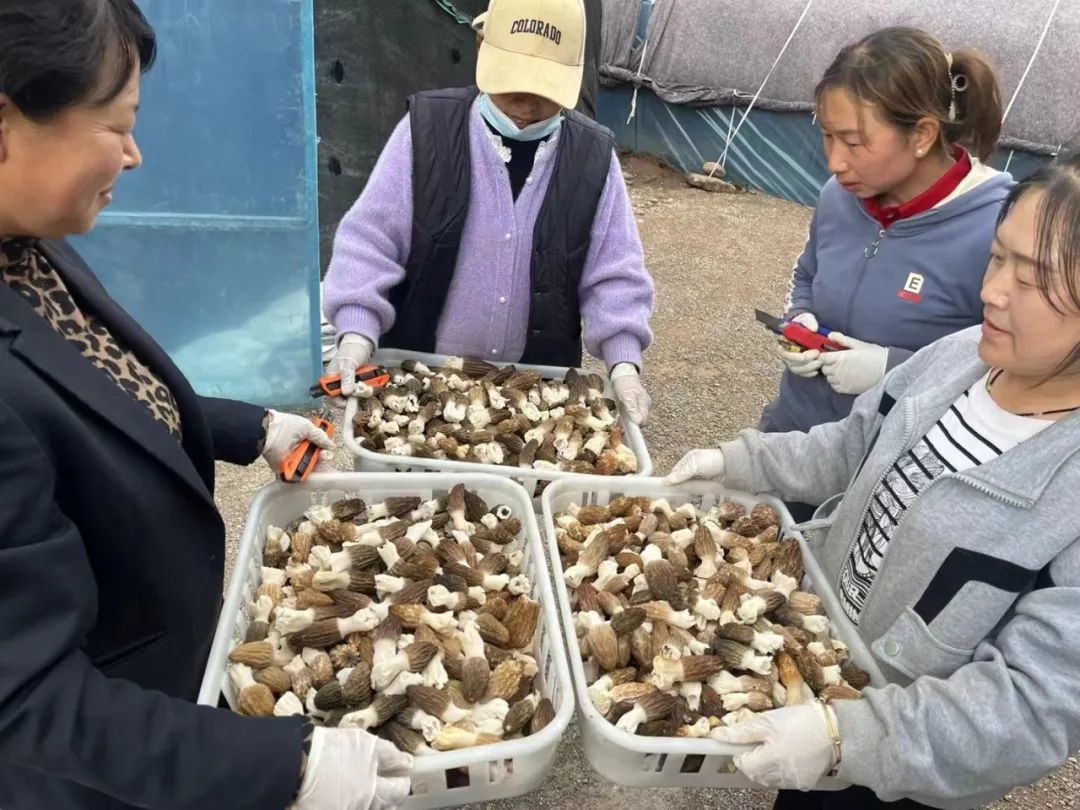 撑起“发财伞”喝上“致富水”　华亭筑梦集体经济田园