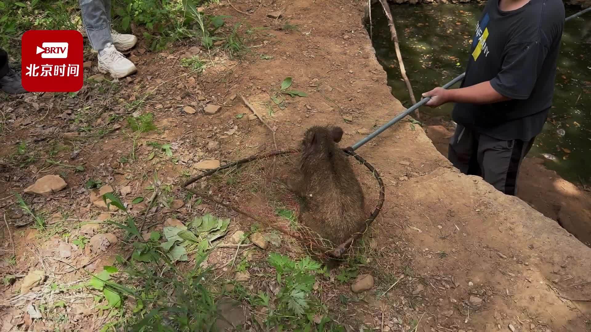 熊儿寨乡成功救助4只三级保护动物野猪