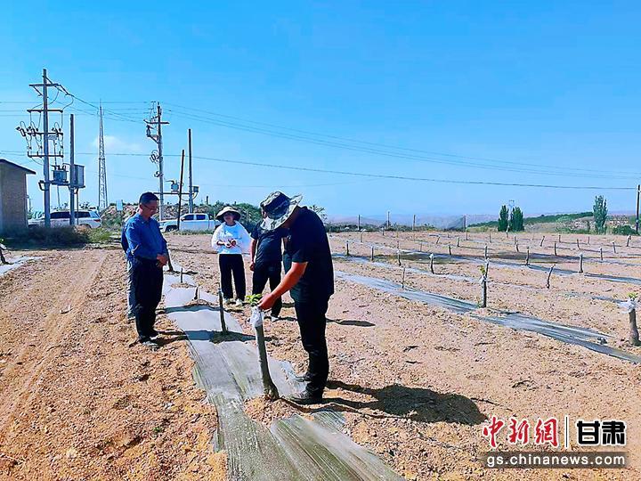 图为环城镇山地苹果矮化栽培科技试验示范田。