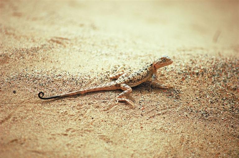 荒漠沙蜥（赵伟供图）
