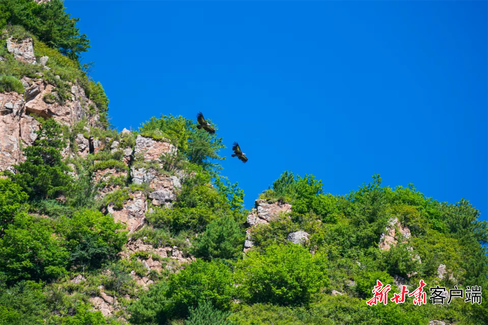 太子山保护区已显现生态保护成效