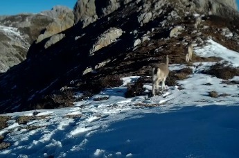 甘肃一保护区拍到雪豹：沿雪山缓慢行走　样貌和毛发清晰可见