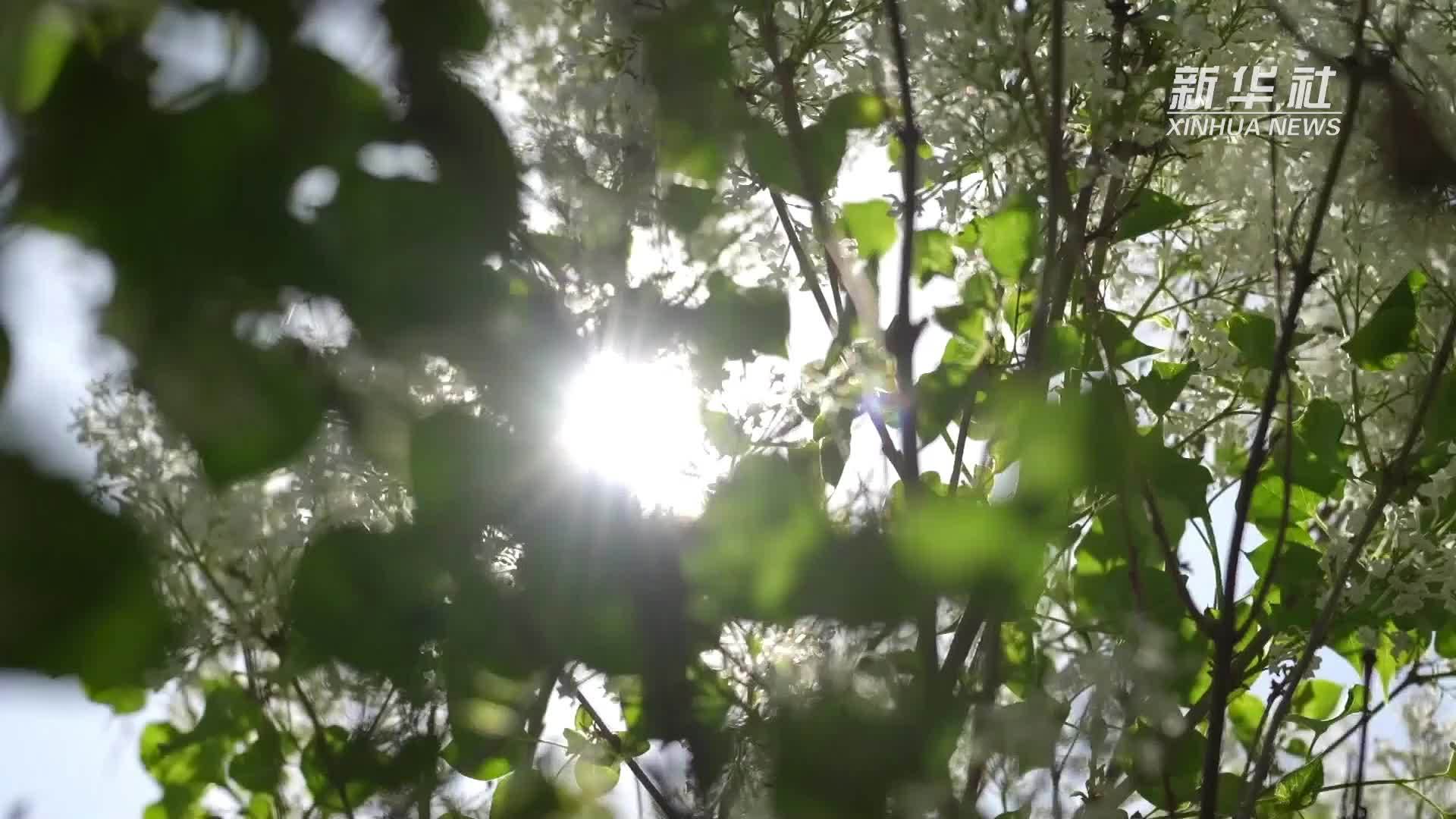 秀我中国｜花与城