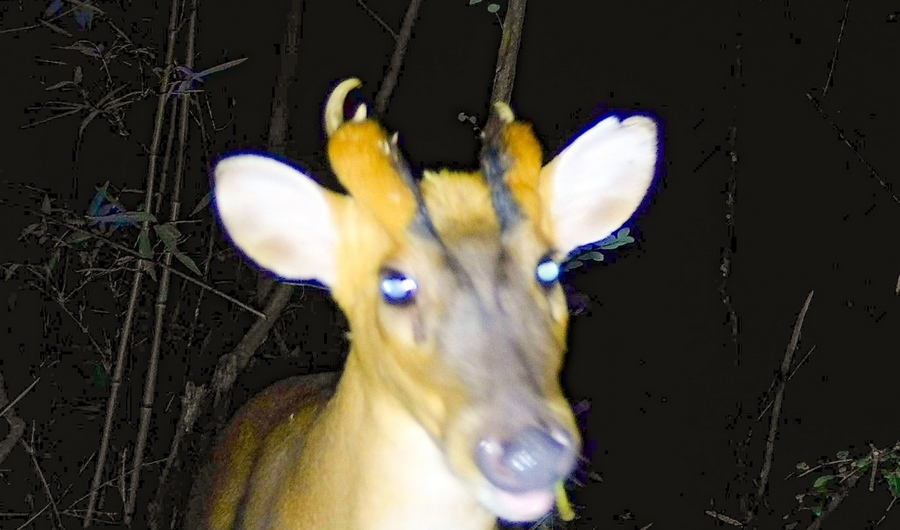 省级重点保护、国家“三有”野生动物小麂