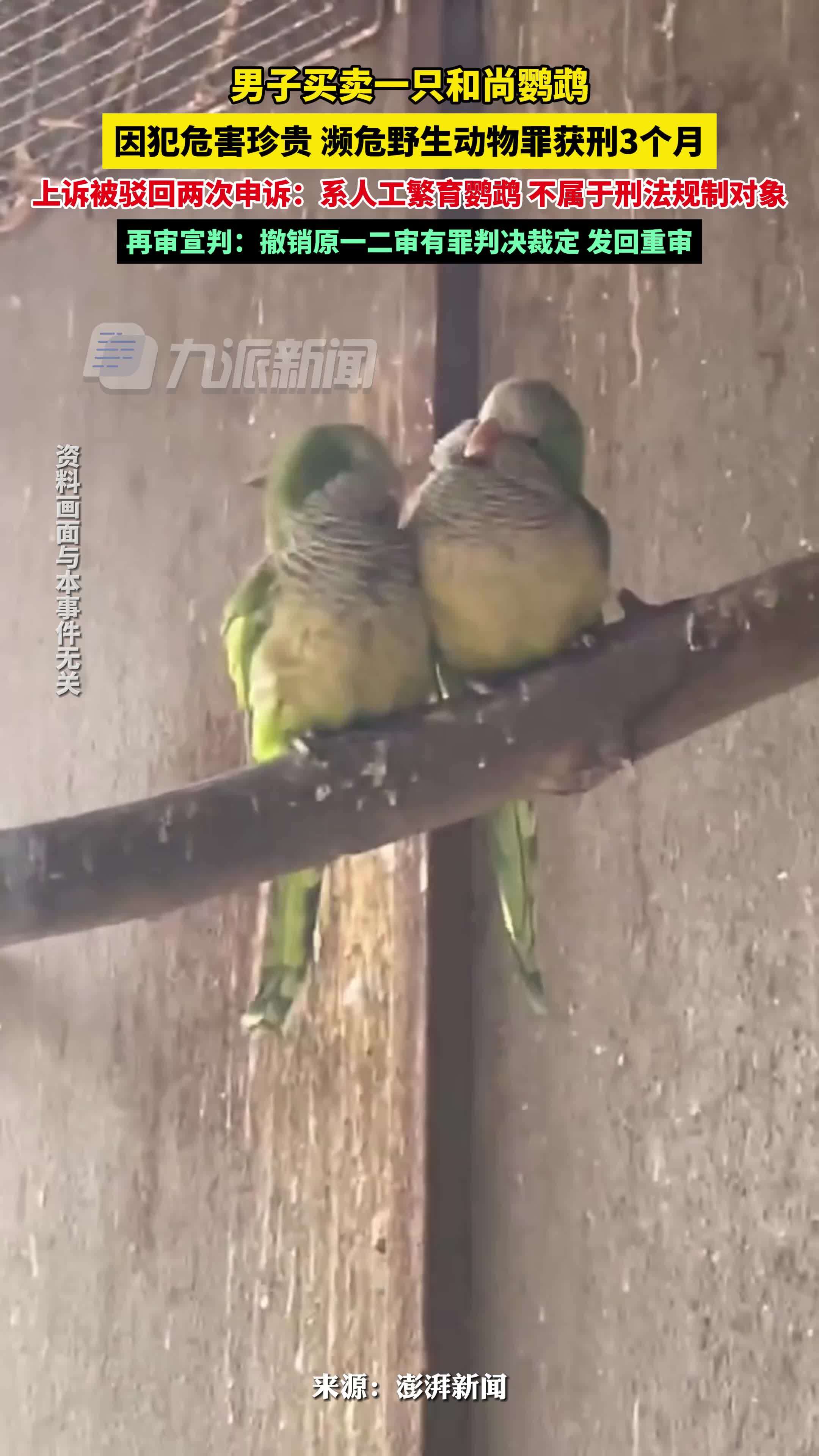 南阳鹦鹉案再审宣判：撤销原一二审有罪判决裁定，发回重审