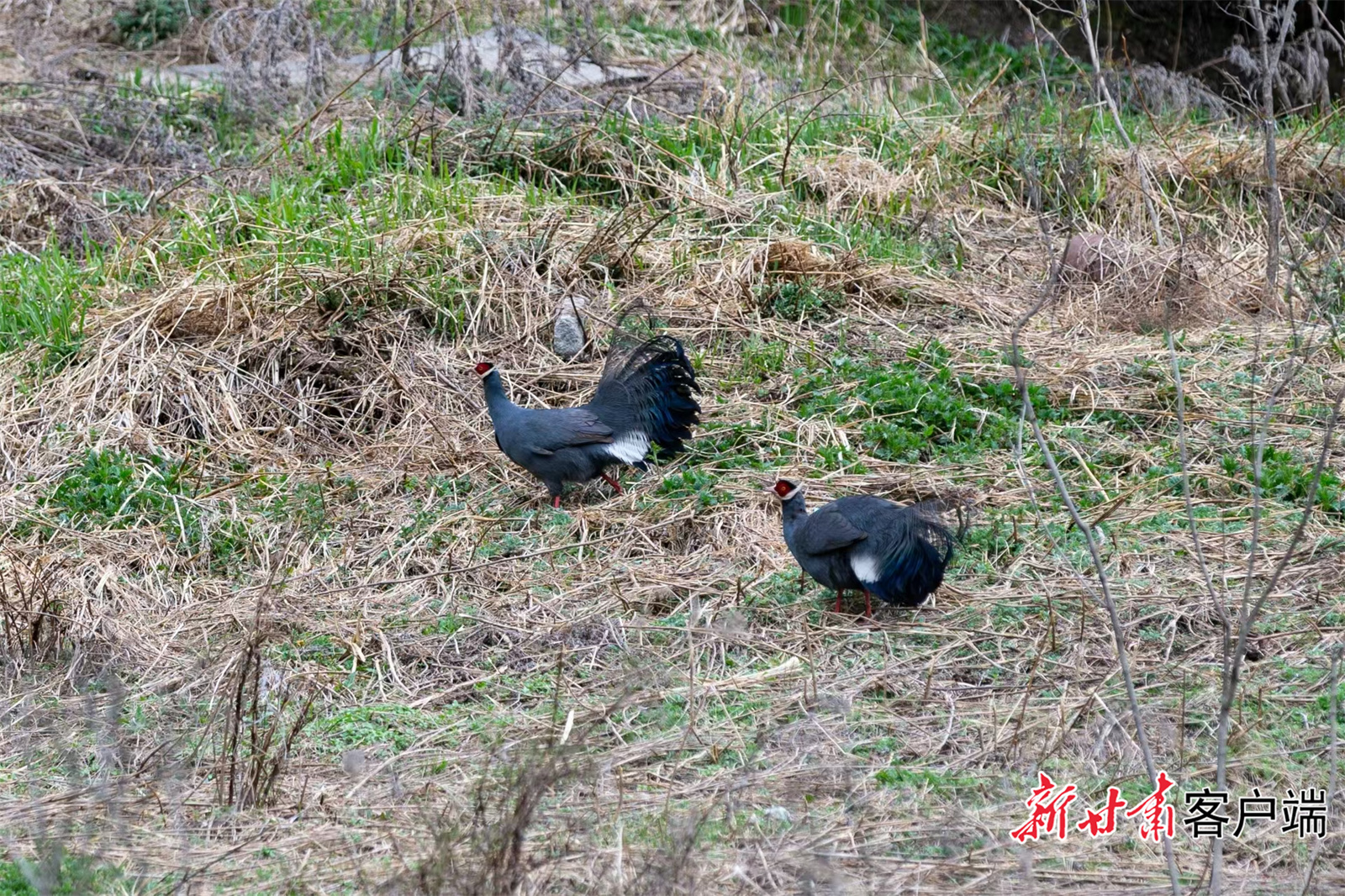保护区内拍摄到的国家二级保护动物蓝马鸡