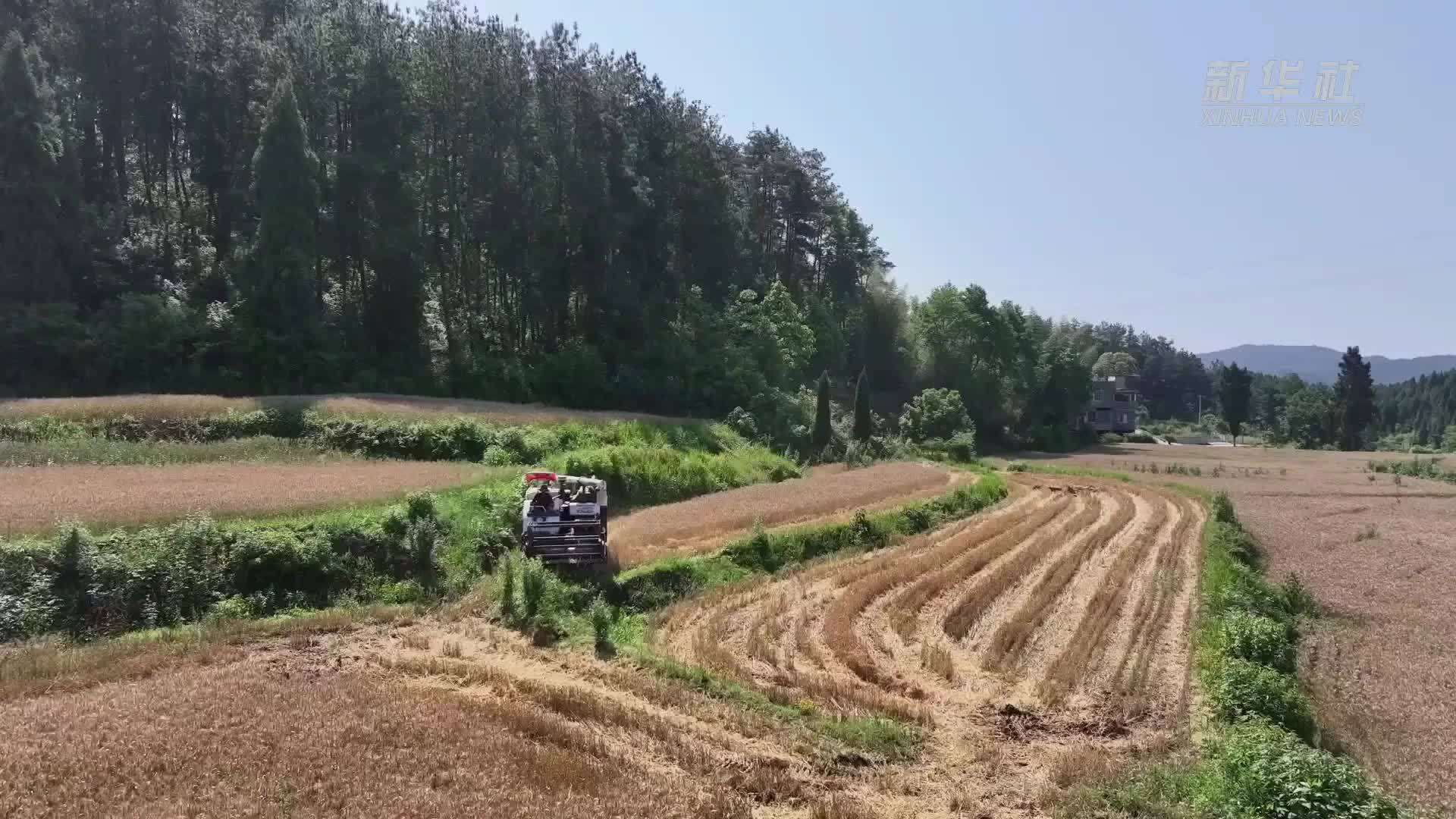 贵州播州区：有机小麦试验田迎丰收