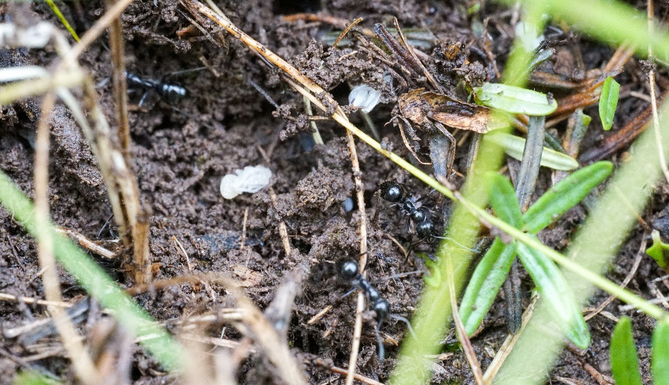 光亮黑蚁巢穴被牦牛踩踏后正在搬家　Formica　candida