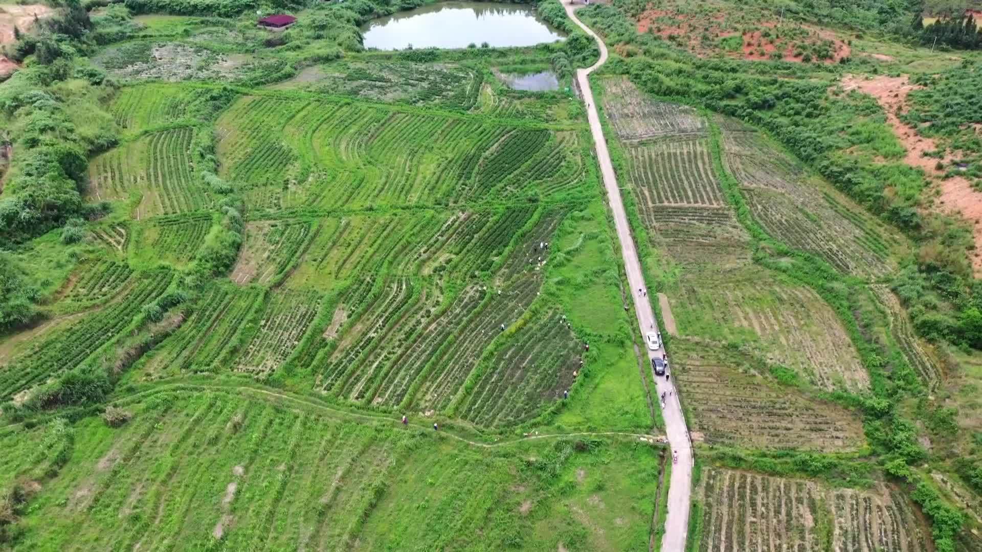 湖南茶陵：“小绿枝”带来“大增收”