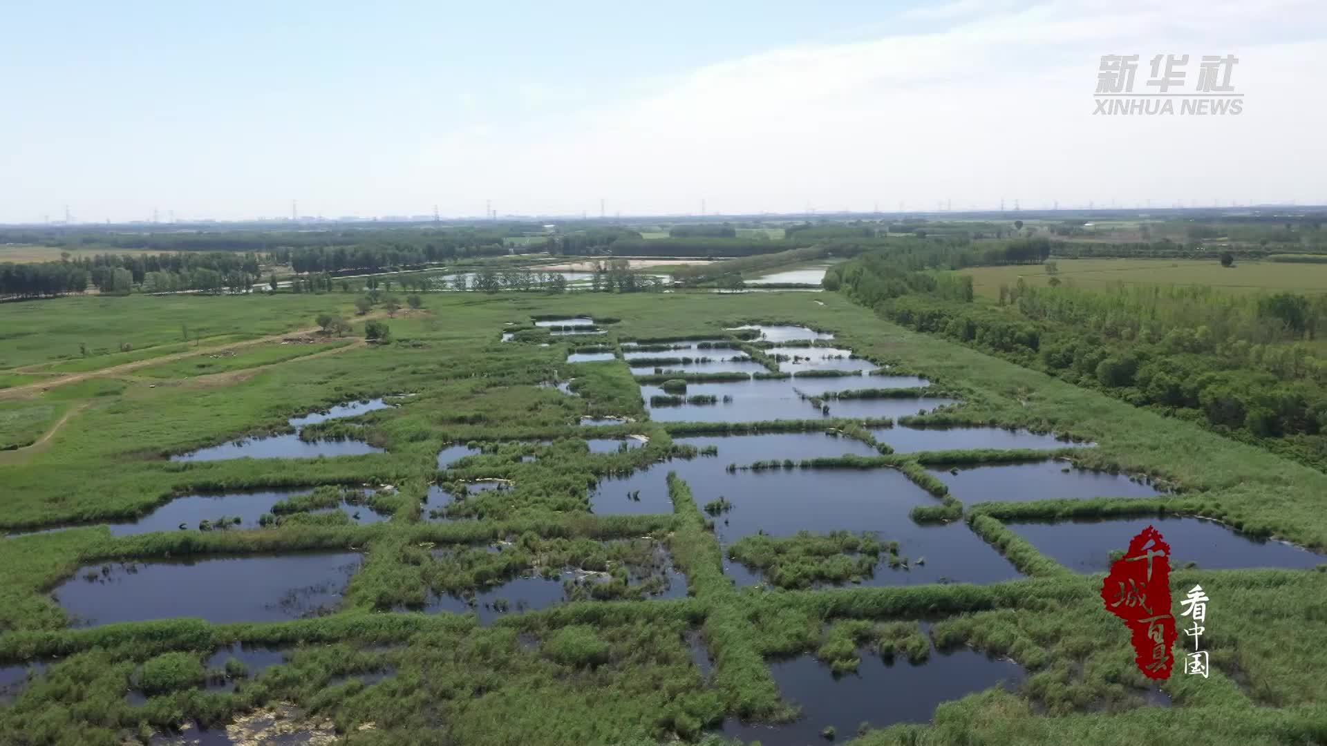 千城百县看中国丨河北廊坊：龙河湿地风景美如画